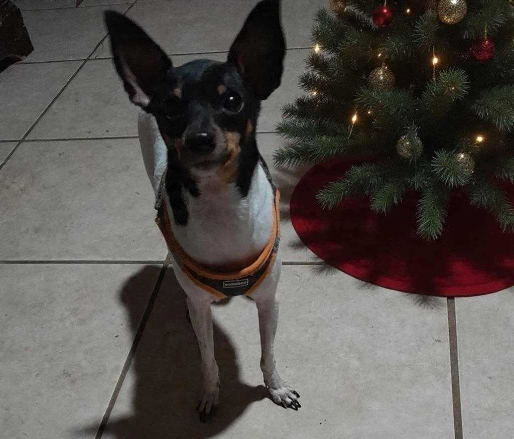 Chowder, Adoptable, Young Male Fox Terrier.