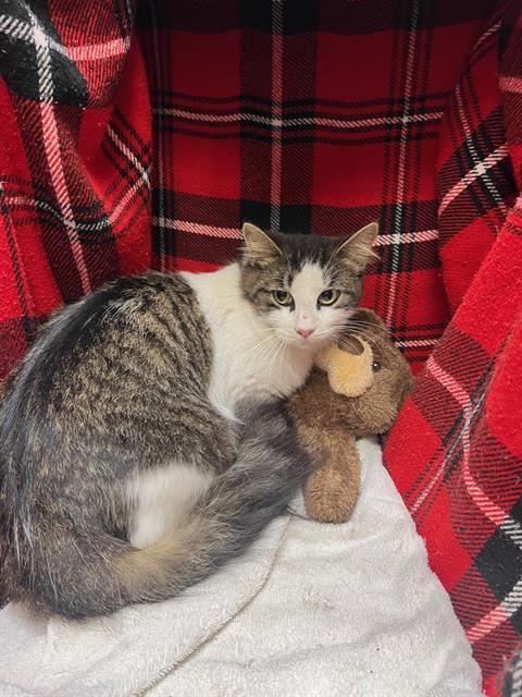 Enlarge A1254457, a Adoptable Domestic Short Hair in Winter Haven, FL image 1/1