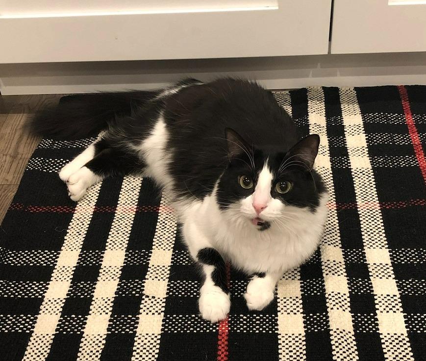 Enlarge Tia, a Adoptable mixed breed in Salt Lake City, UT image 1/4