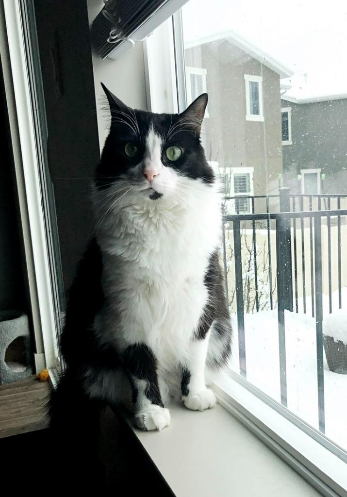 Enlarge Tia, a Adoptable mixed breed in Salt Lake City, UT image 2/4