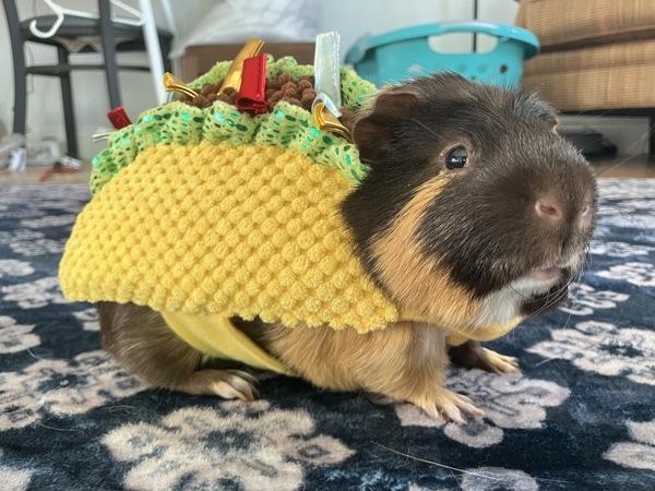 Kiwi, Adoptable, Adult Male Guinea Pig.