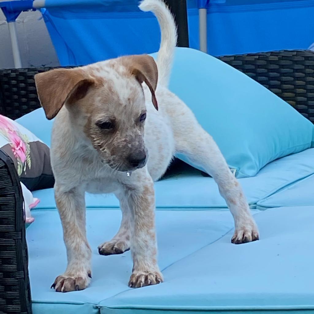 Titan (Cinnamum) — thumbnail 2