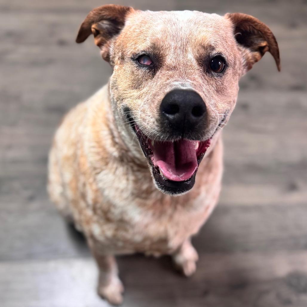 Titan (Cinnamum) — thumbnail 3