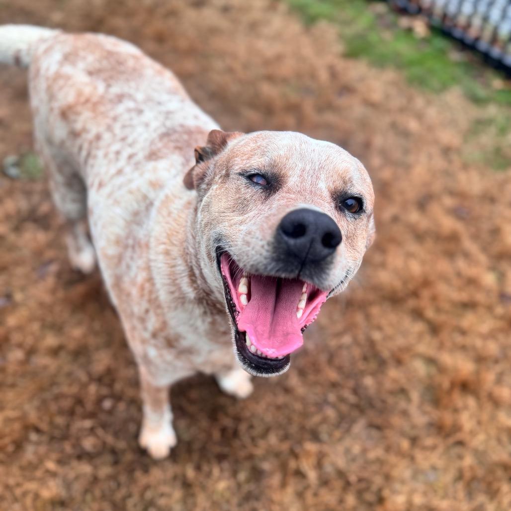 Titan (Cinnamum) — thumbnail 4