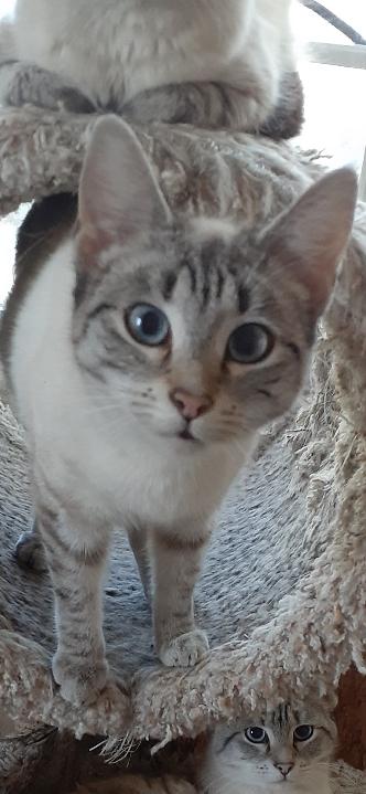 Enlarge Willow, an adopted Siamese in Richmond, VA image 1/1