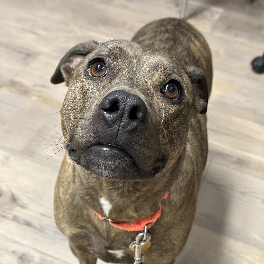 Sadie May, Adoptable, Adult Female Pit Bull Terrier & Australian Cattle Dog / Blue Heeler.