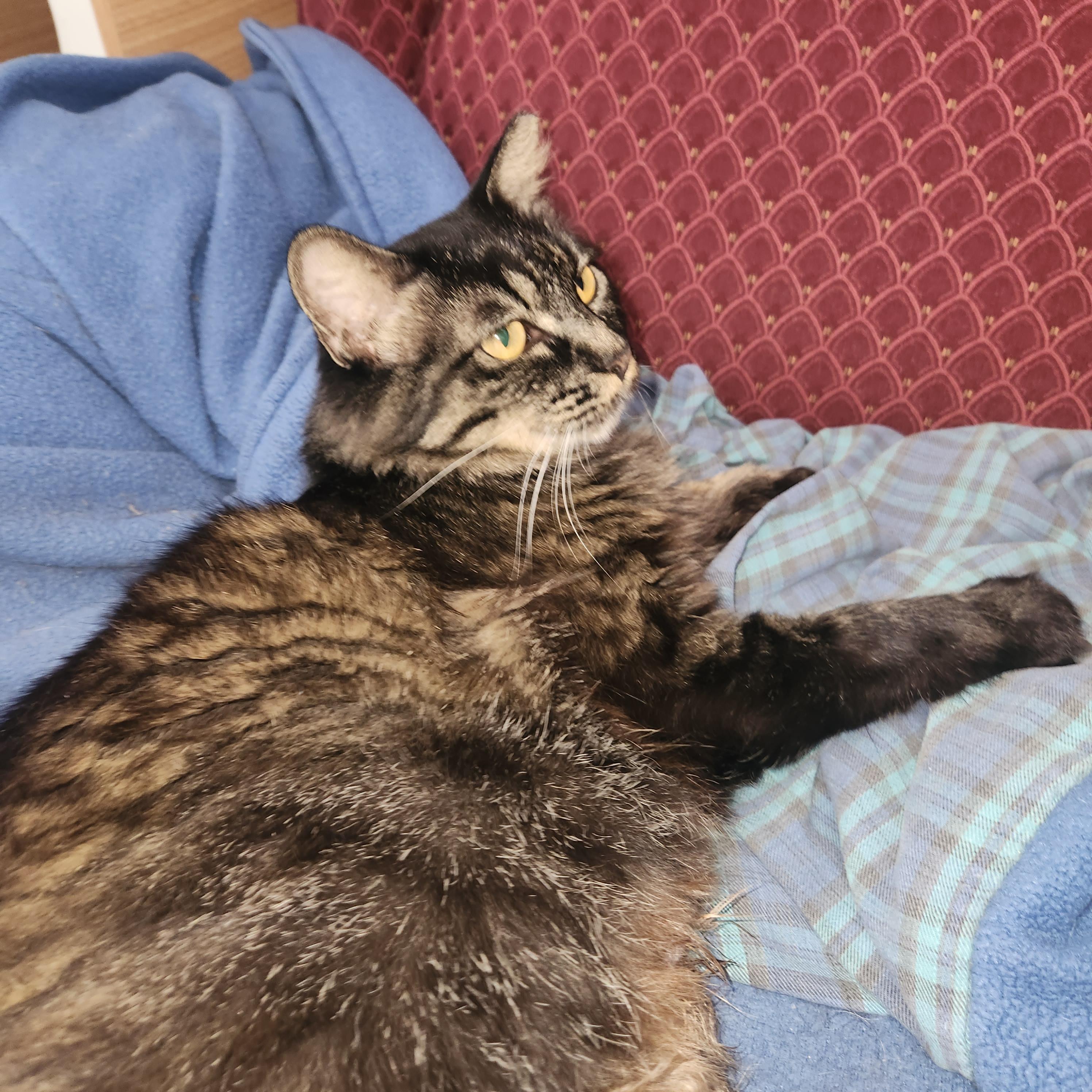 Ziggy Mama, Adoptable, Adult Female Domestic Long Hair.