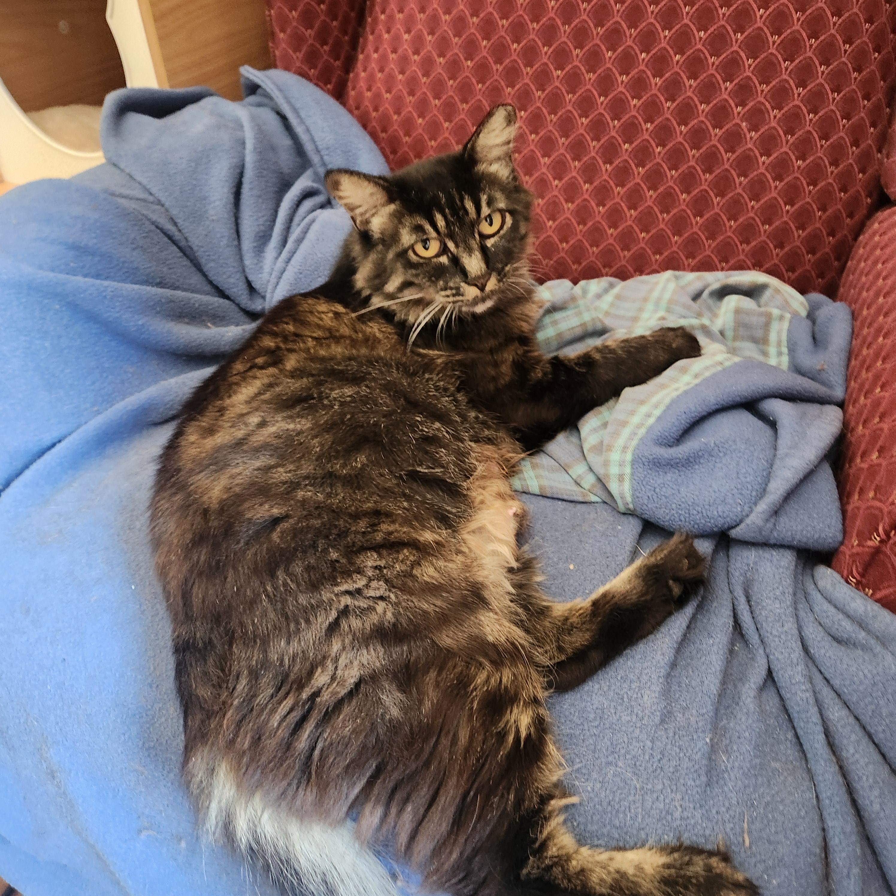 Enlarge Ziggy Mama, a Adoptable mixed breed in Rio Linda, CA image 6/6