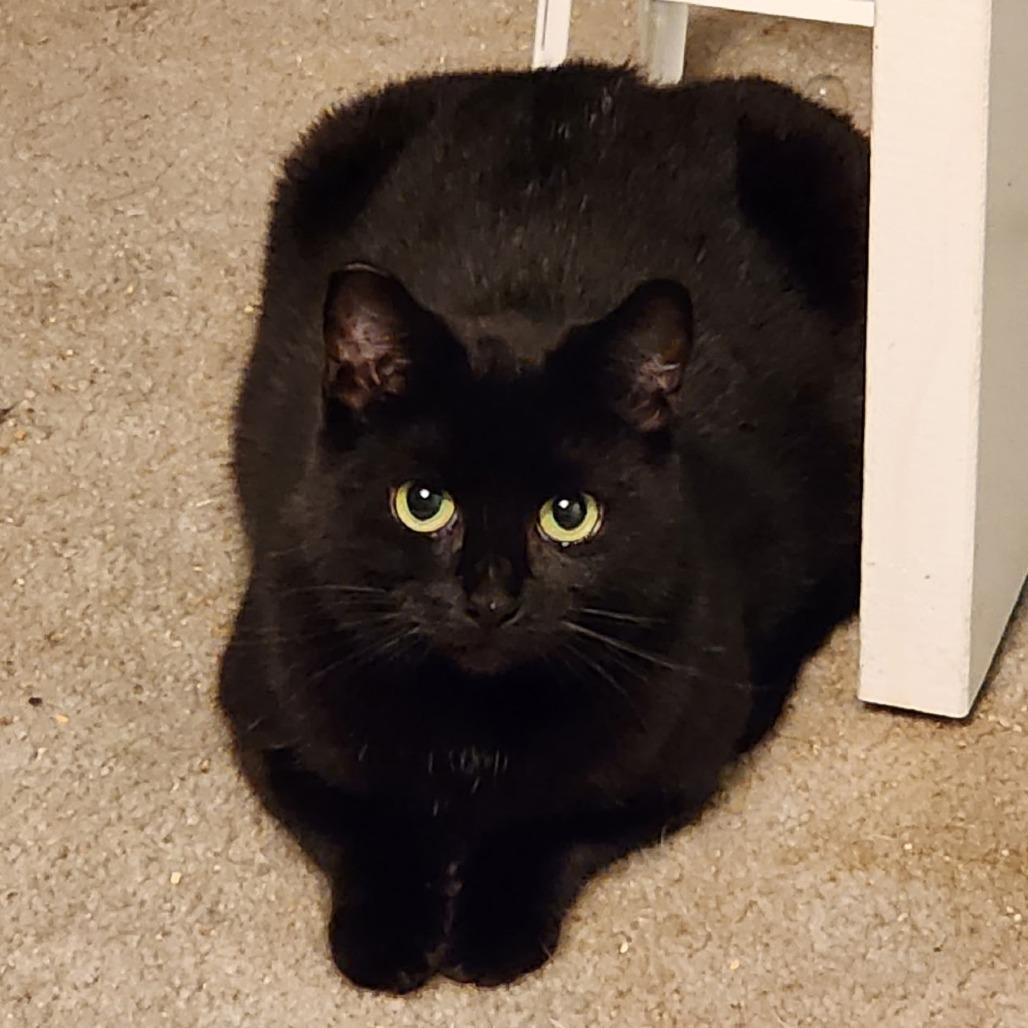 Jenny, a Adoptable Domestic Short Hair in Coos Bay, OR image 1/2