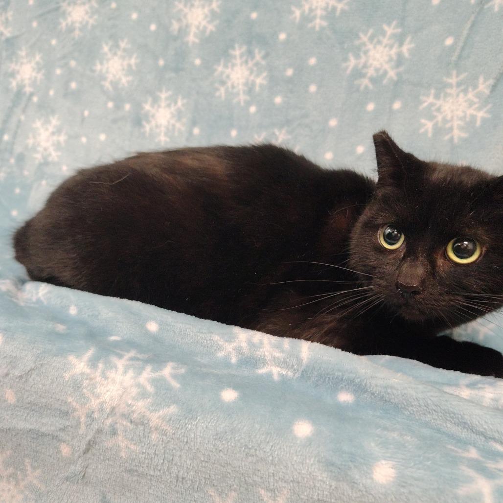 Jenny, a Adoptable Domestic Short Hair in Coos Bay, OR image 2/2