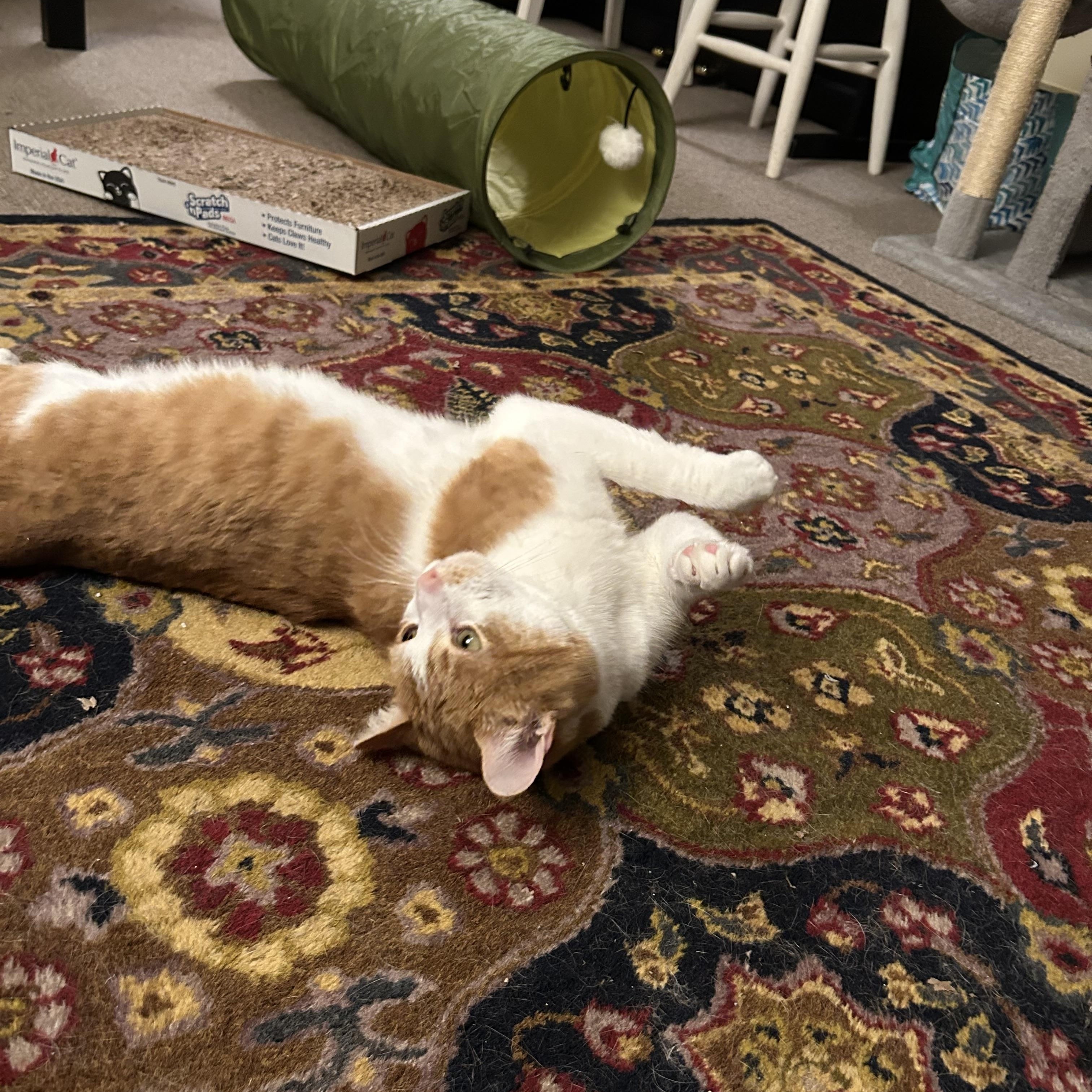 Enlarge Gus, a ADOPTABLE Domestic Short Hair in Canton, MA image 1/5