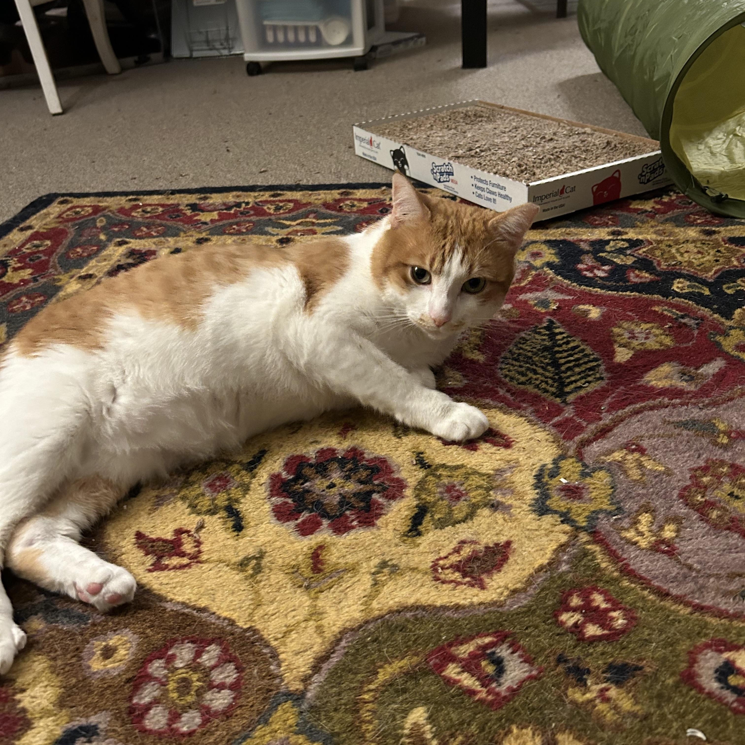Enlarge Gus, a ADOPTABLE Domestic Short Hair in Canton, MA image 5/5