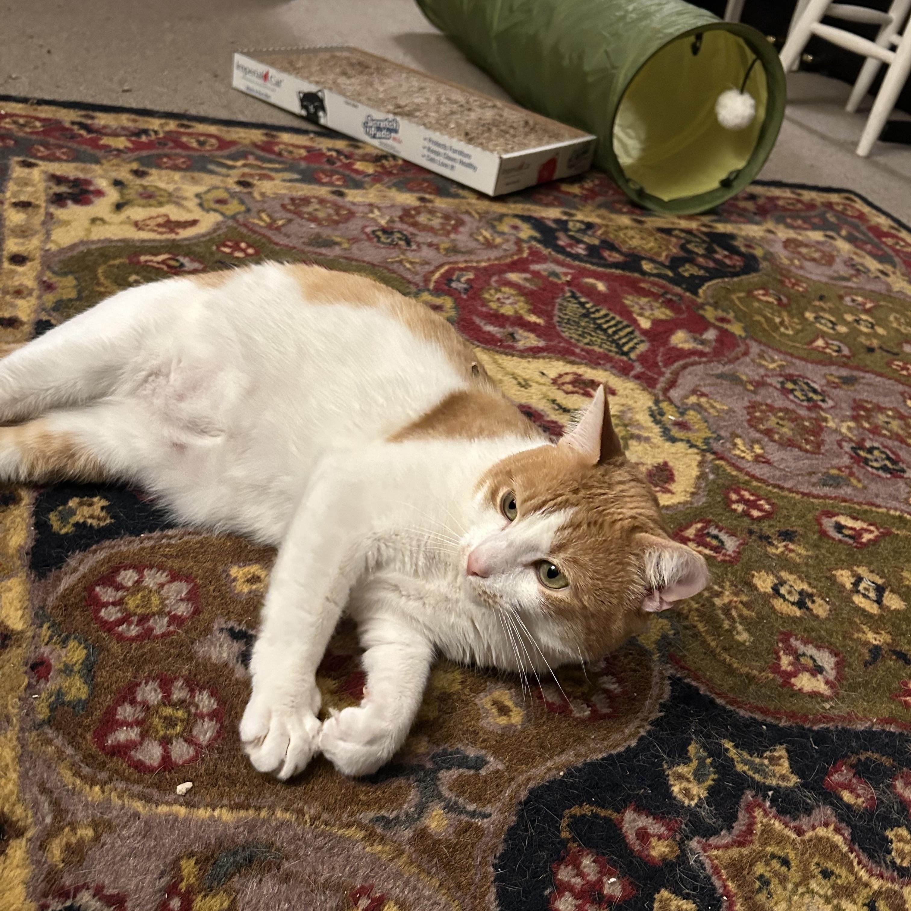 Enlarge Gus, a ADOPTABLE Domestic Short Hair in Canton, MA image 2/5