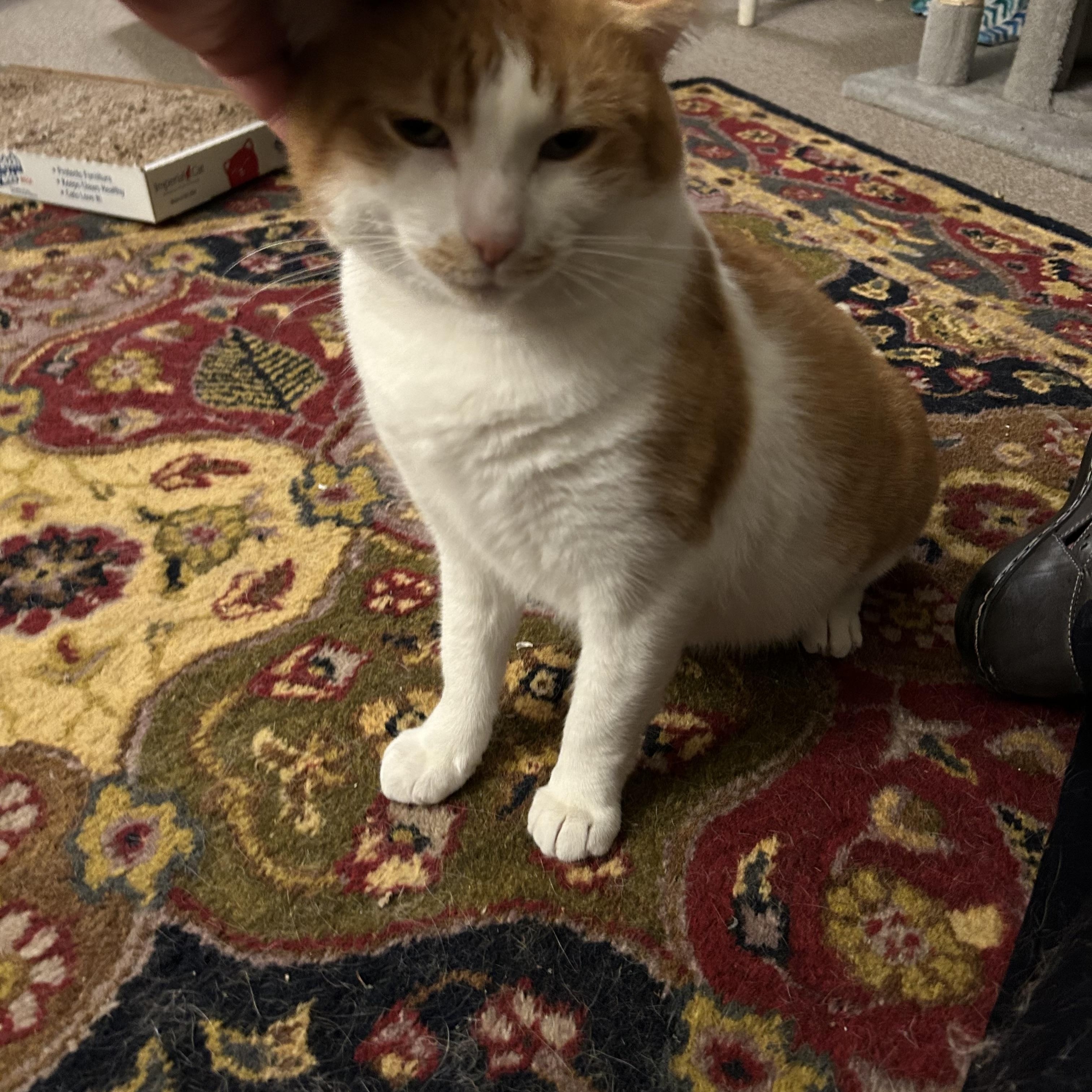 Enlarge Gus, a ADOPTABLE Domestic Short Hair in Canton, MA image 3/5
