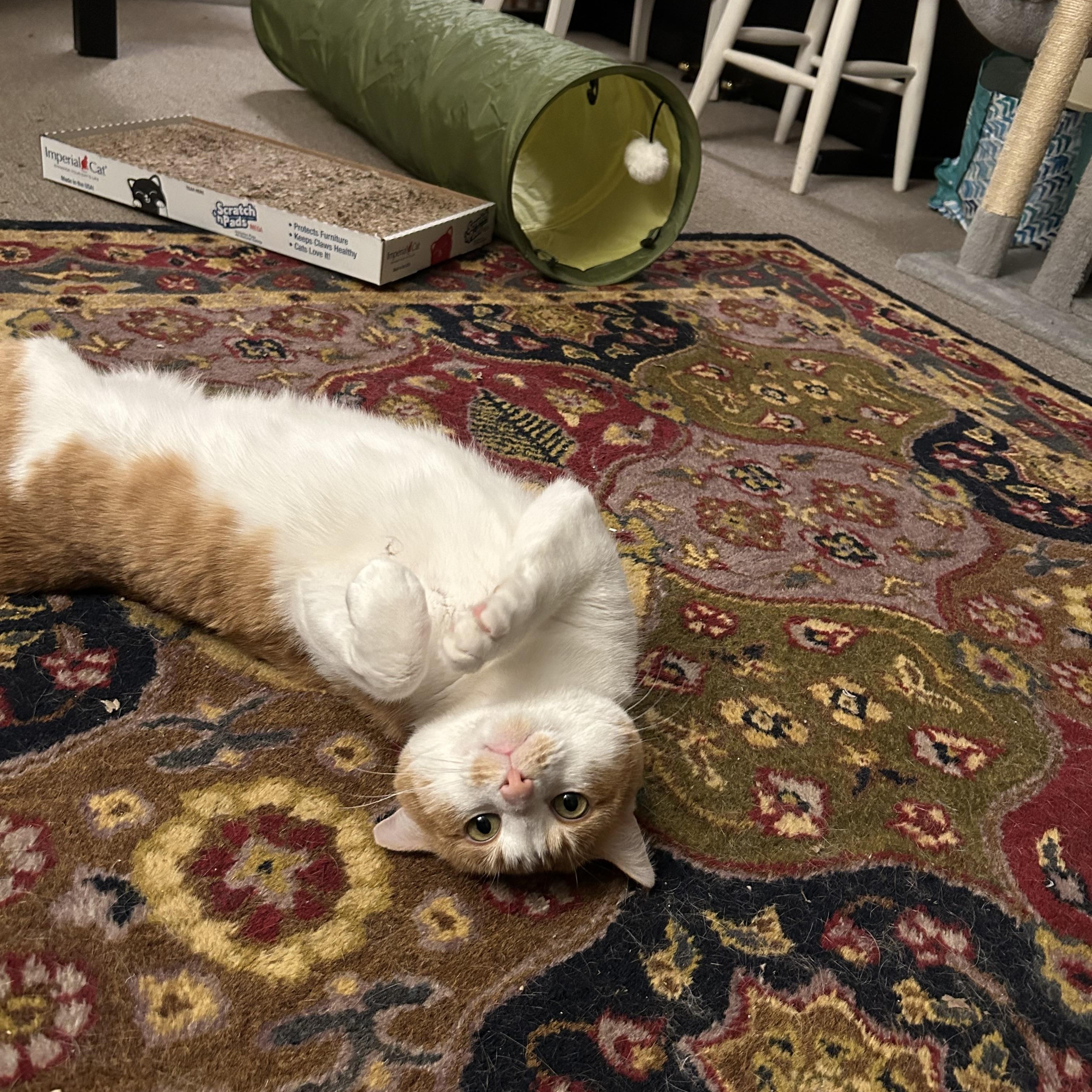 Enlarge Gus, a ADOPTABLE Domestic Short Hair in Canton, MA image 4/5