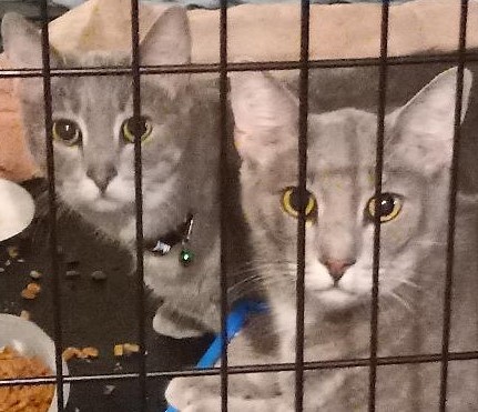 Enlarge Marcia, a Adoptable Domestic Short Hair in Garrett Park, MD image 5/5