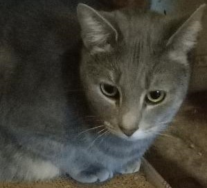 Enlarge Marcia, a Adoptable Domestic Short Hair in Garrett Park, MD image 3/5