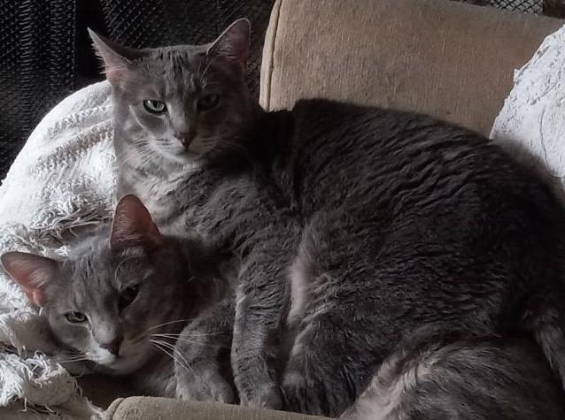 Enlarge Marcia, a Adoptable Domestic Short Hair in Garrett Park, MD image 2/5