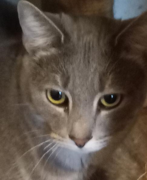 Marcia, Adoptable, Adult Female Domestic Short Hair.