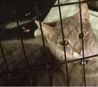 Enlarge Marcia, a Adoptable Domestic Short Hair in Garrett Park, MD image 4/5