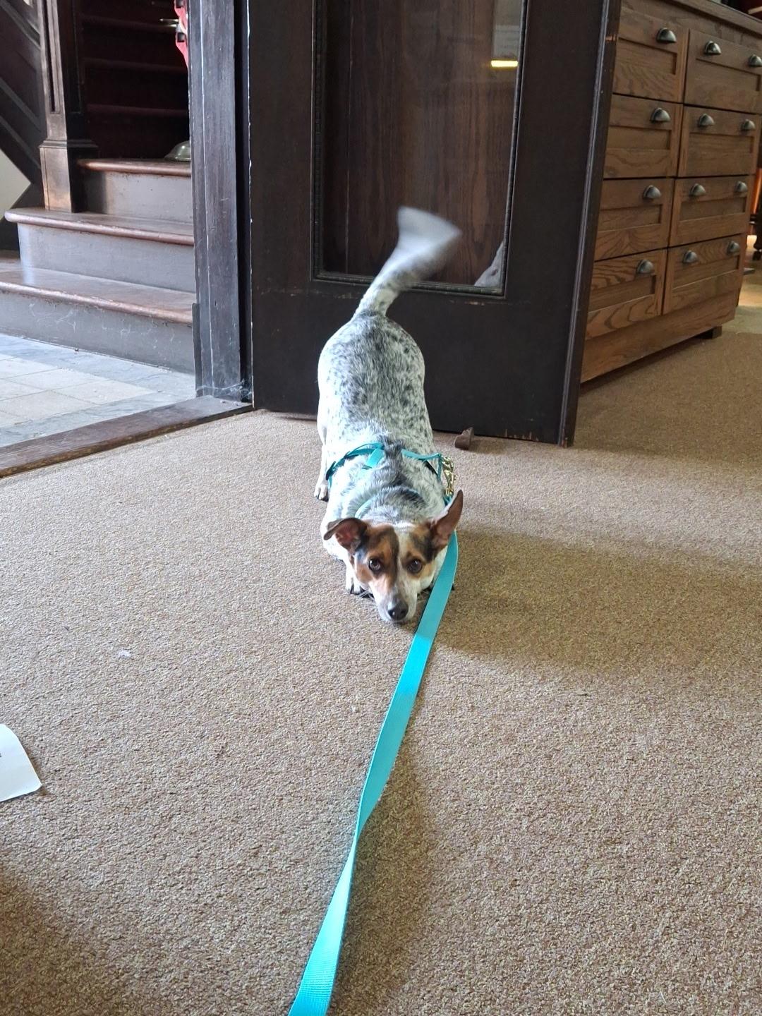 Enlarge Stella, a Adoptable mixed breed in Forney, TX image 4/5