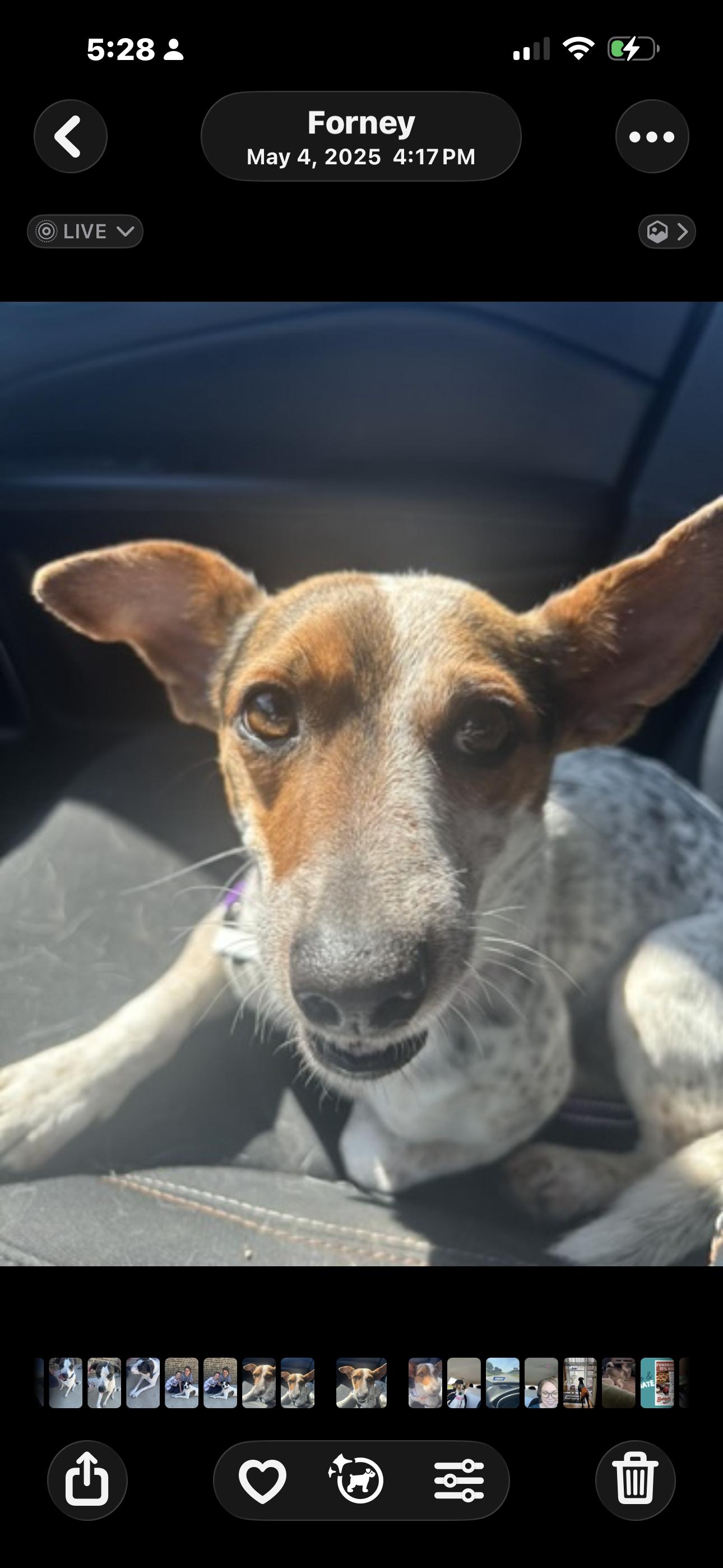 Enlarge Stella, a Adoptable mixed breed in Forney, TX image 2/5