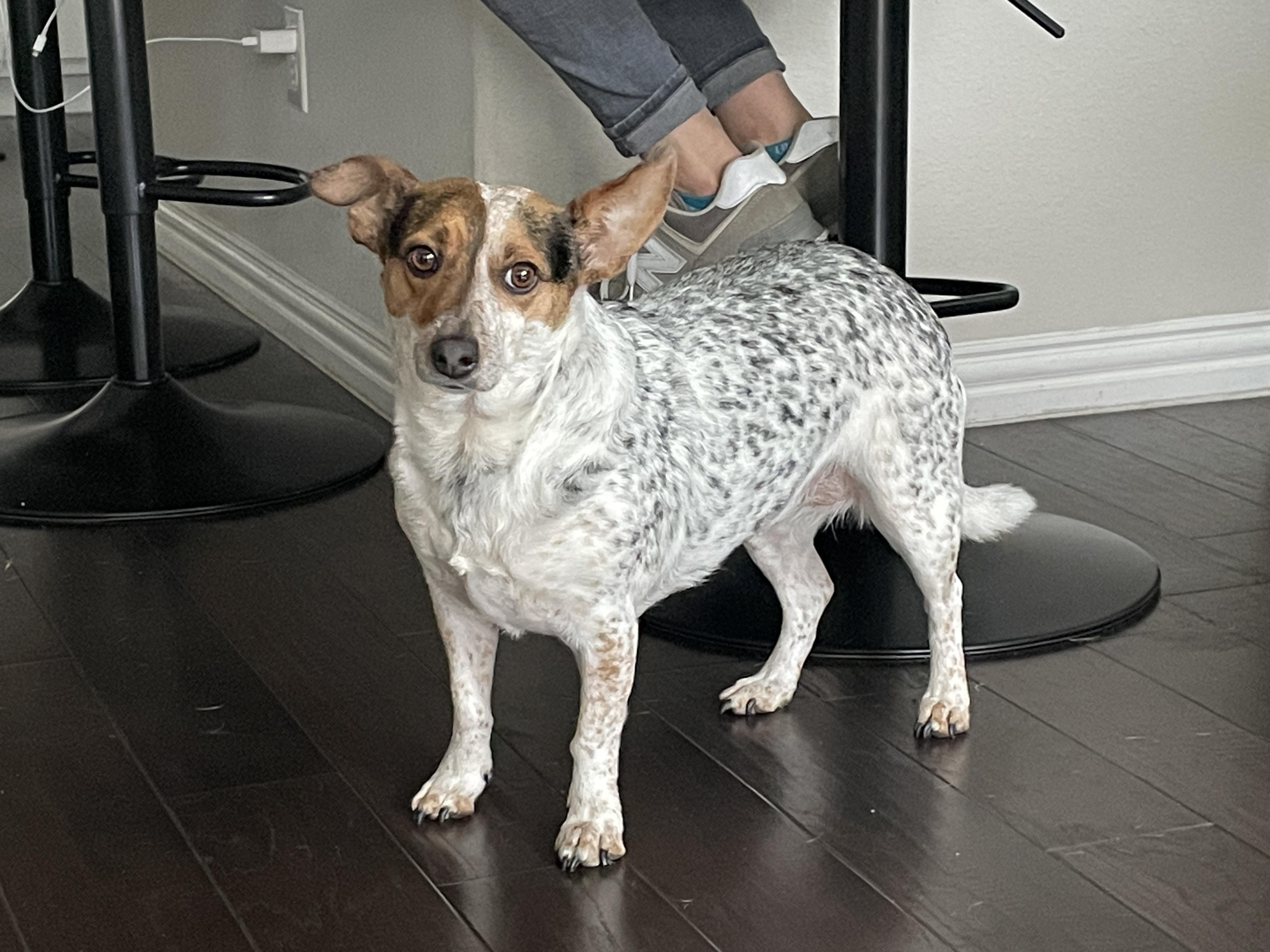 Stella, Adoptable, Adult Female Jack Russell Terrier & Australian Cattle Dog / Blue Heeler.