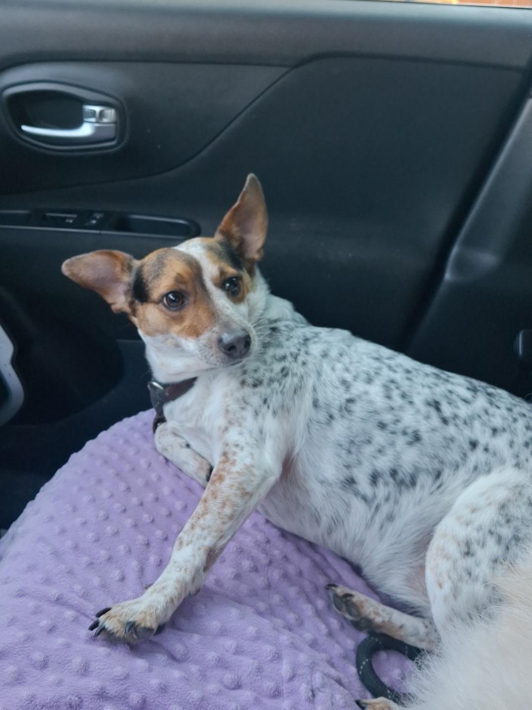 Enlarge Stella, a Adoptable mixed breed in Forney, TX image 3/5