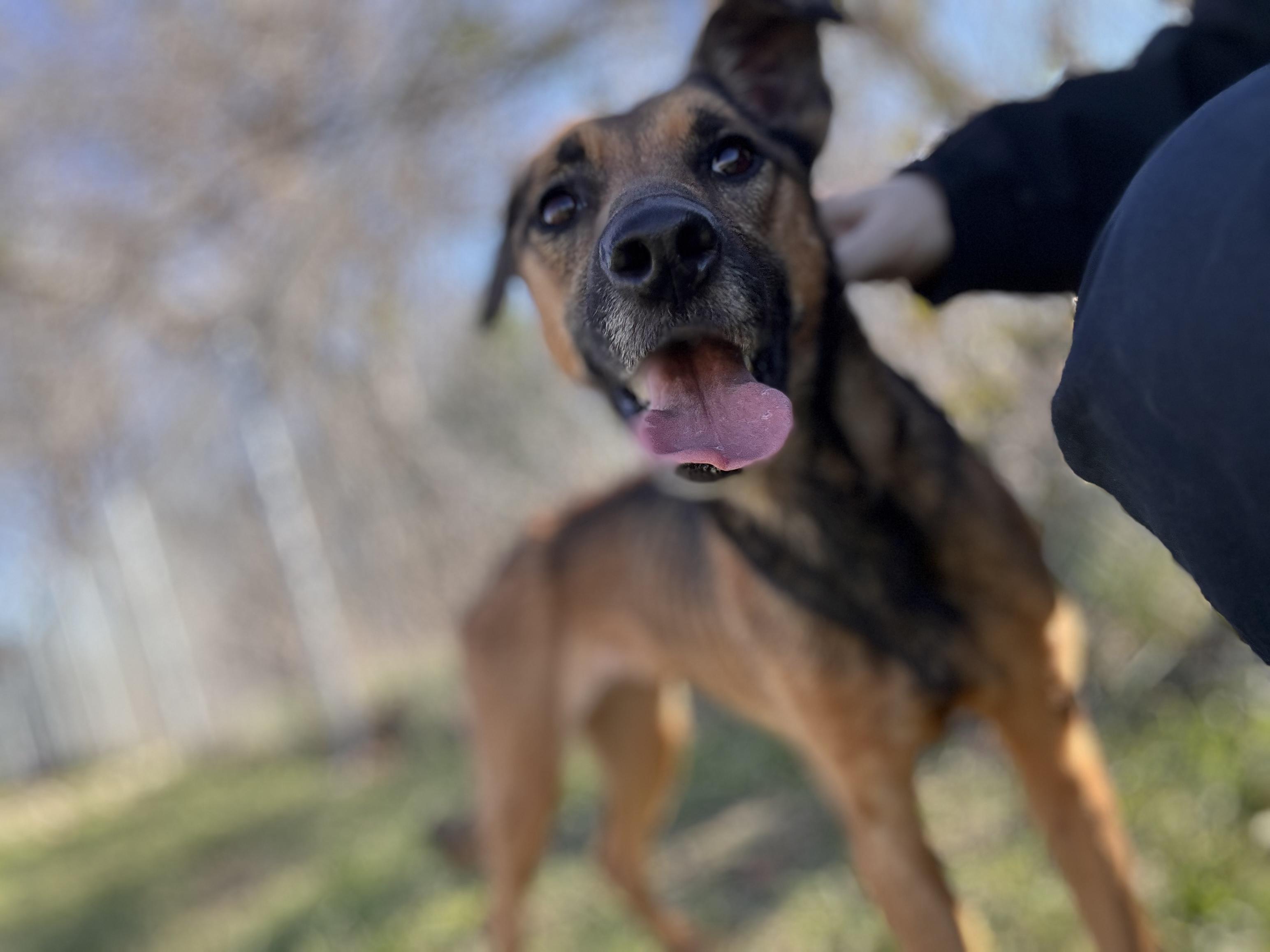 Marie, ADOPTABLE, Adult Female German Shepherd Dog.