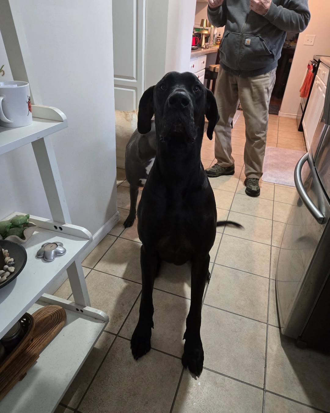 Weston, a ADOPTABLE Great Dane in Bellaire, MI image 3/4