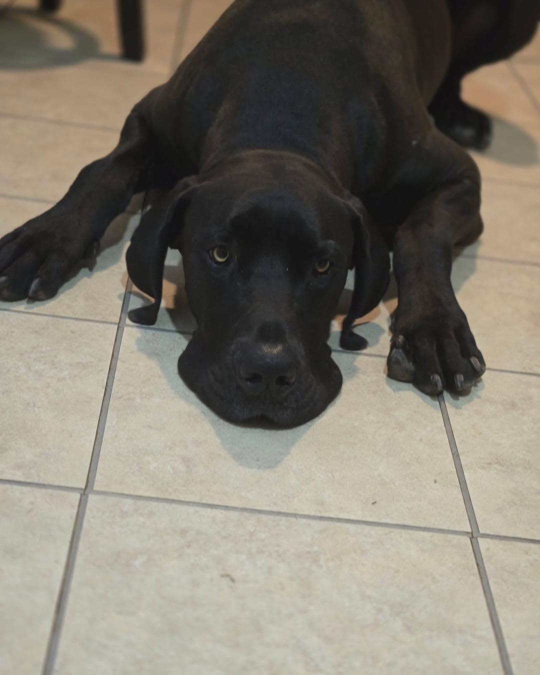 Weston, ADOPTABLE, Adult Male Great Dane.