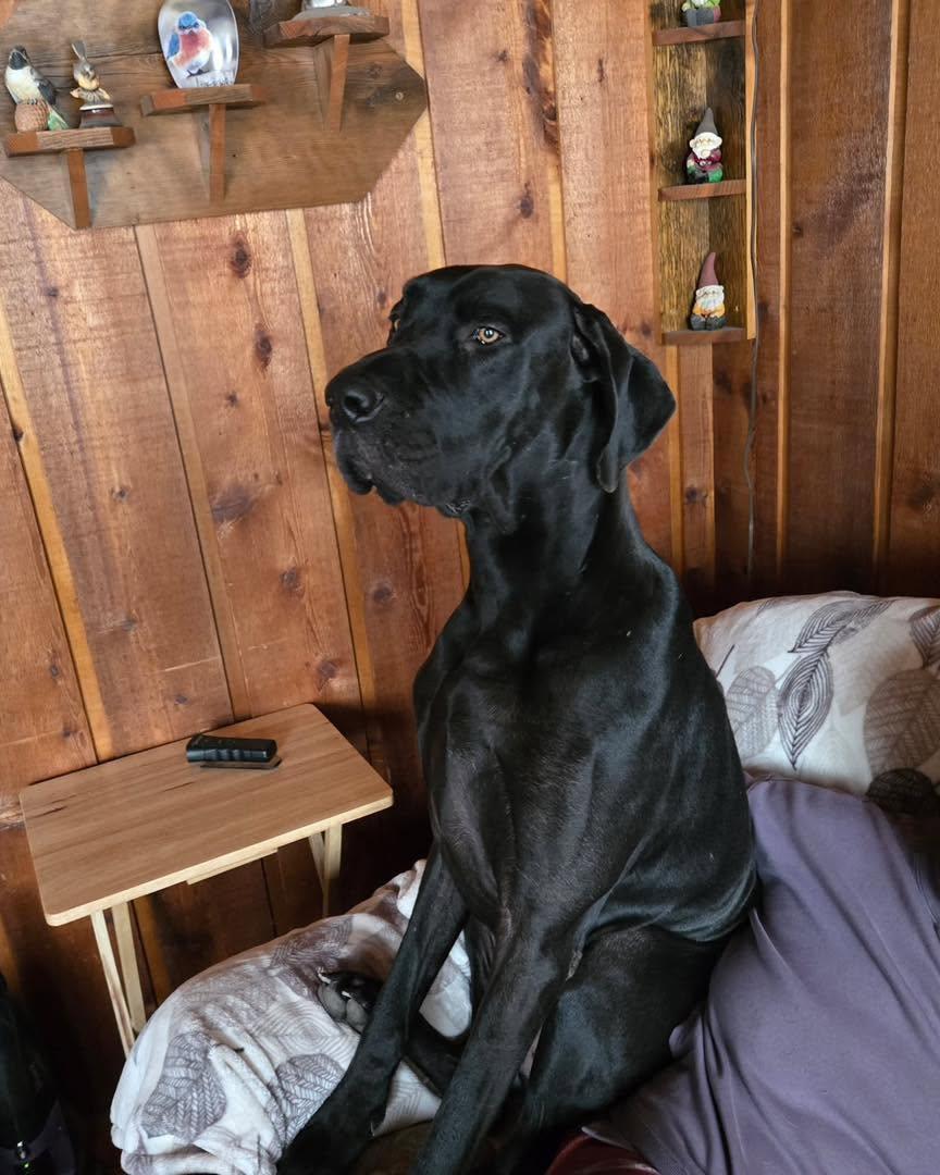 Weston, a ADOPTABLE Great Dane in Bellaire, MI image 2/4