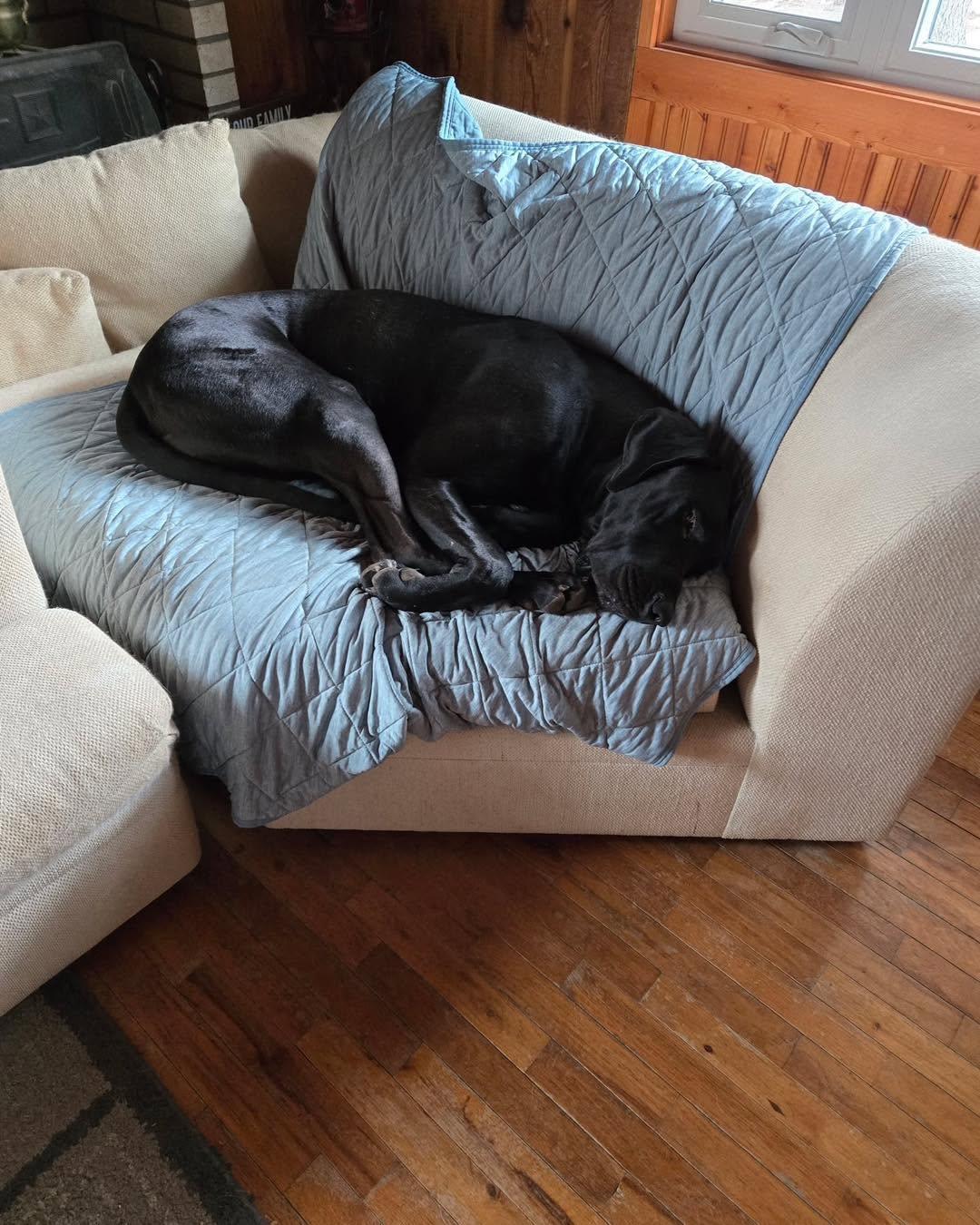 Weston, a ADOPTABLE Great Dane in Bellaire, MI image 4/4