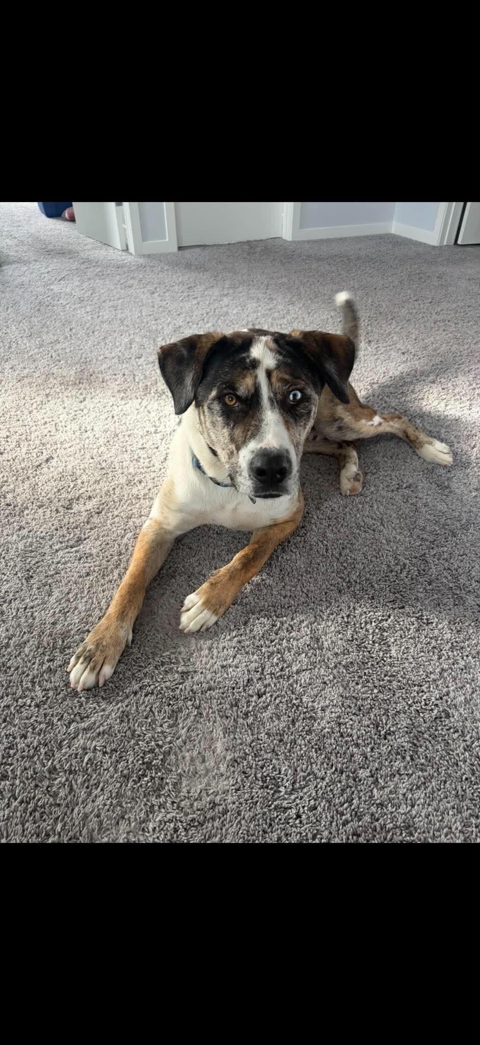 Enlarge Moose, a Adoptable mixed breed in Edmonton, AB image 5/6