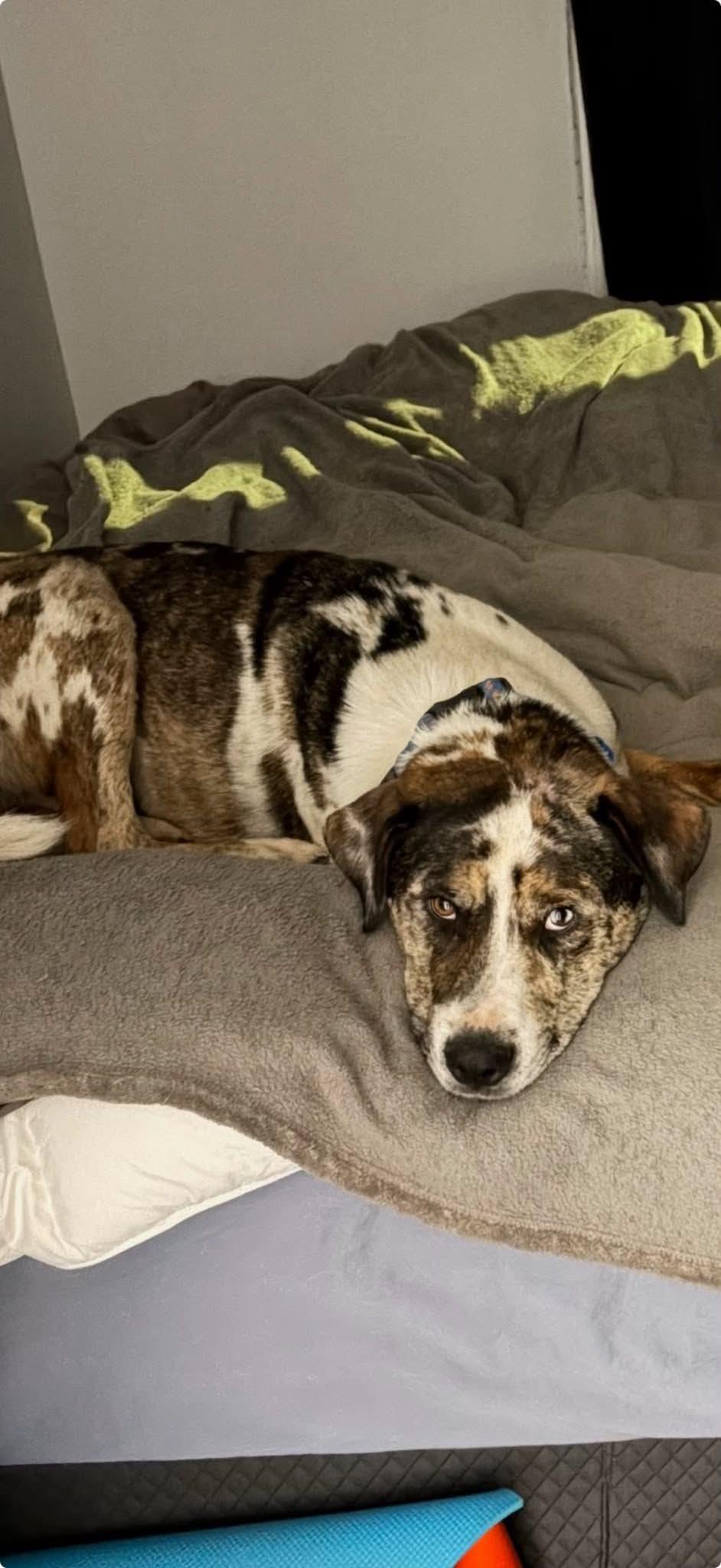 Enlarge Moose, a Adoptable mixed breed in Edmonton, AB image 3/6