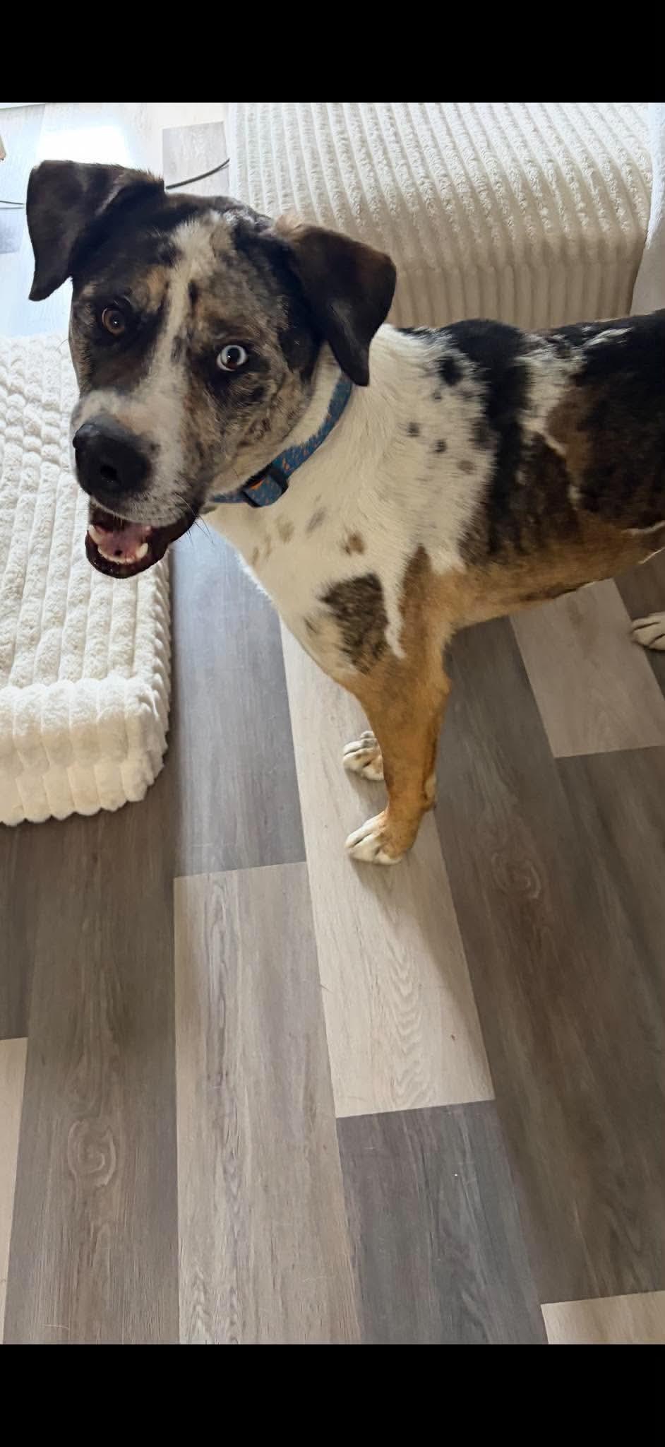 Enlarge Moose, a Adoptable mixed breed in Edmonton, AB image 6/6