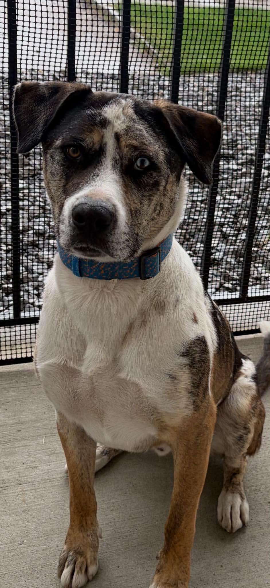 Enlarge Moose, a Adoptable mixed breed in Edmonton, AB image 1/6