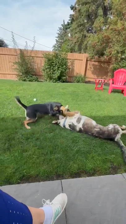 Enlarge Moose, a Adoptable mixed breed in Edmonton, AB video 4/6