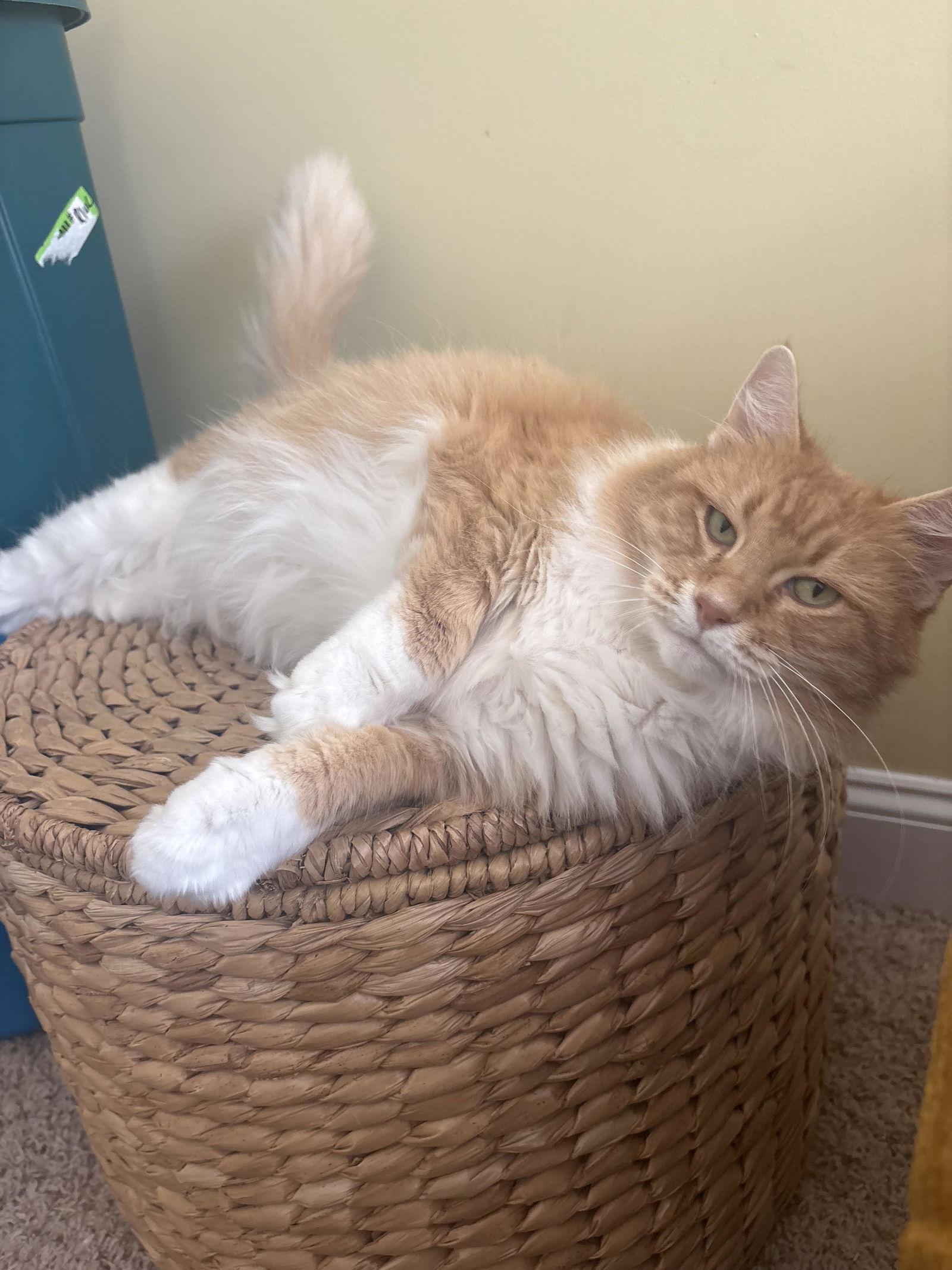 Montgomery thumbnail 2