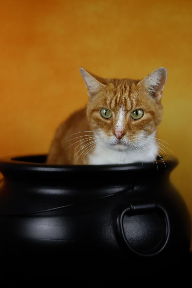 Oscar, a Adoptable Domestic Short Hair in Lewisburg, TN image 1/3