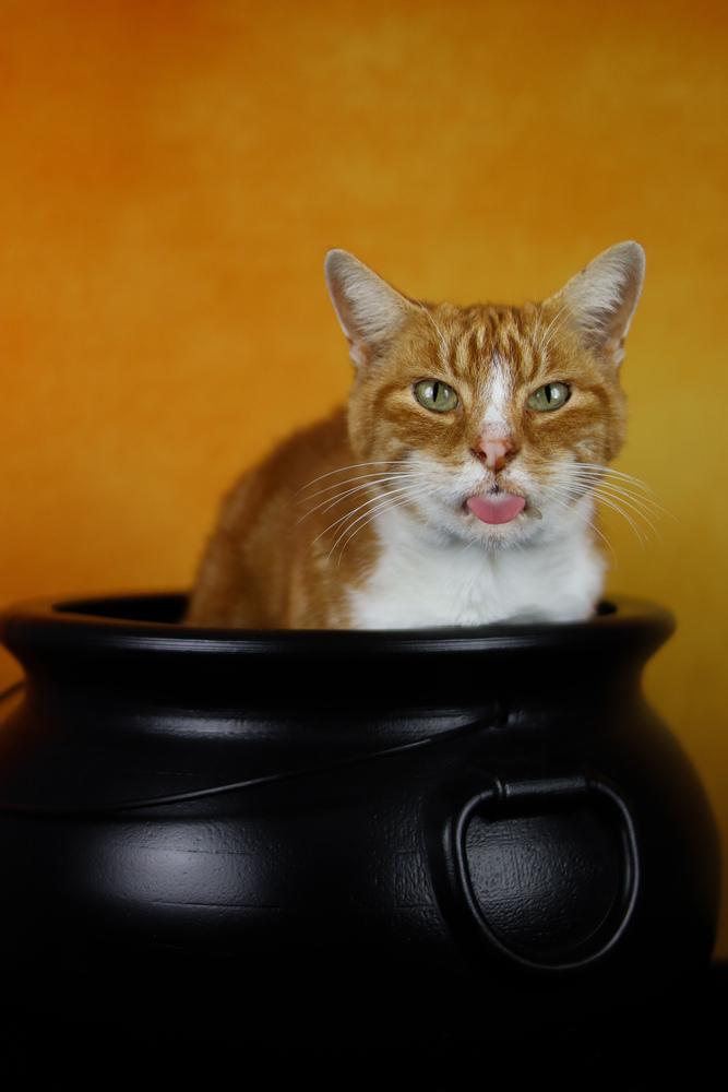 Oscar, a Adoptable Domestic Short Hair in Lewisburg, TN image 3/3