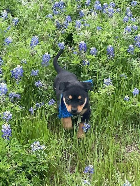 Enlarge Puppy 5, a Adoptable mixed breed in Sunnyvale, TX image 3/6