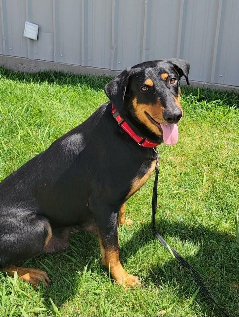 Enlarge Puppy 5, a Adoptable mixed breed in Sunnyvale, TX image 5/6
