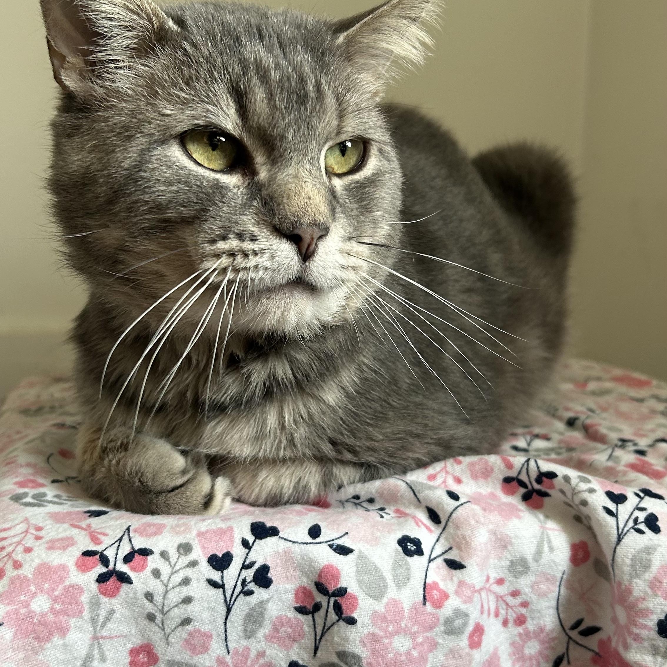 Fry, ADOPTABLE, Young Male Domestic Short Hair.