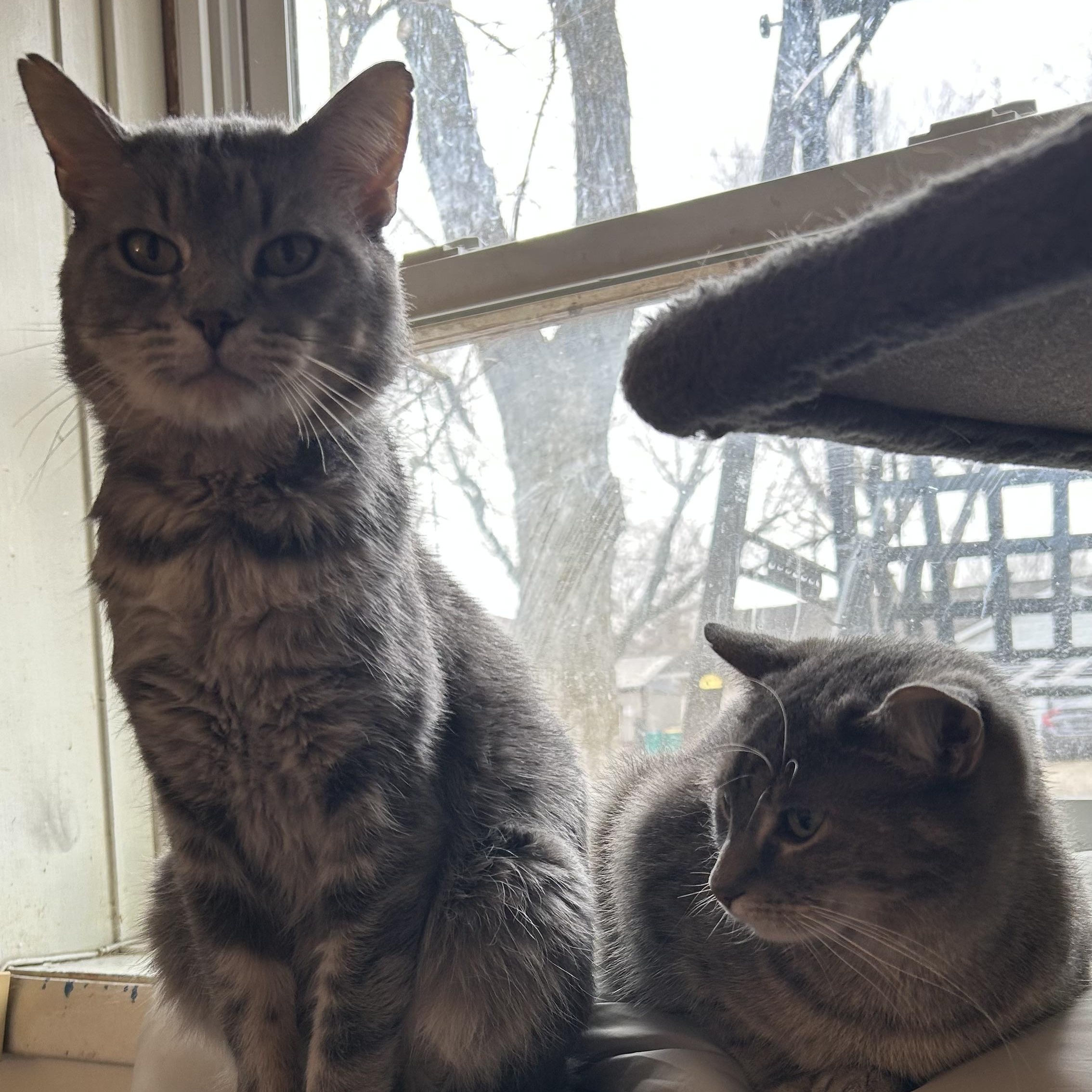 Enlarge Fry, a ADOPTABLE Domestic Short Hair in Indianapolis, IN image 6/6