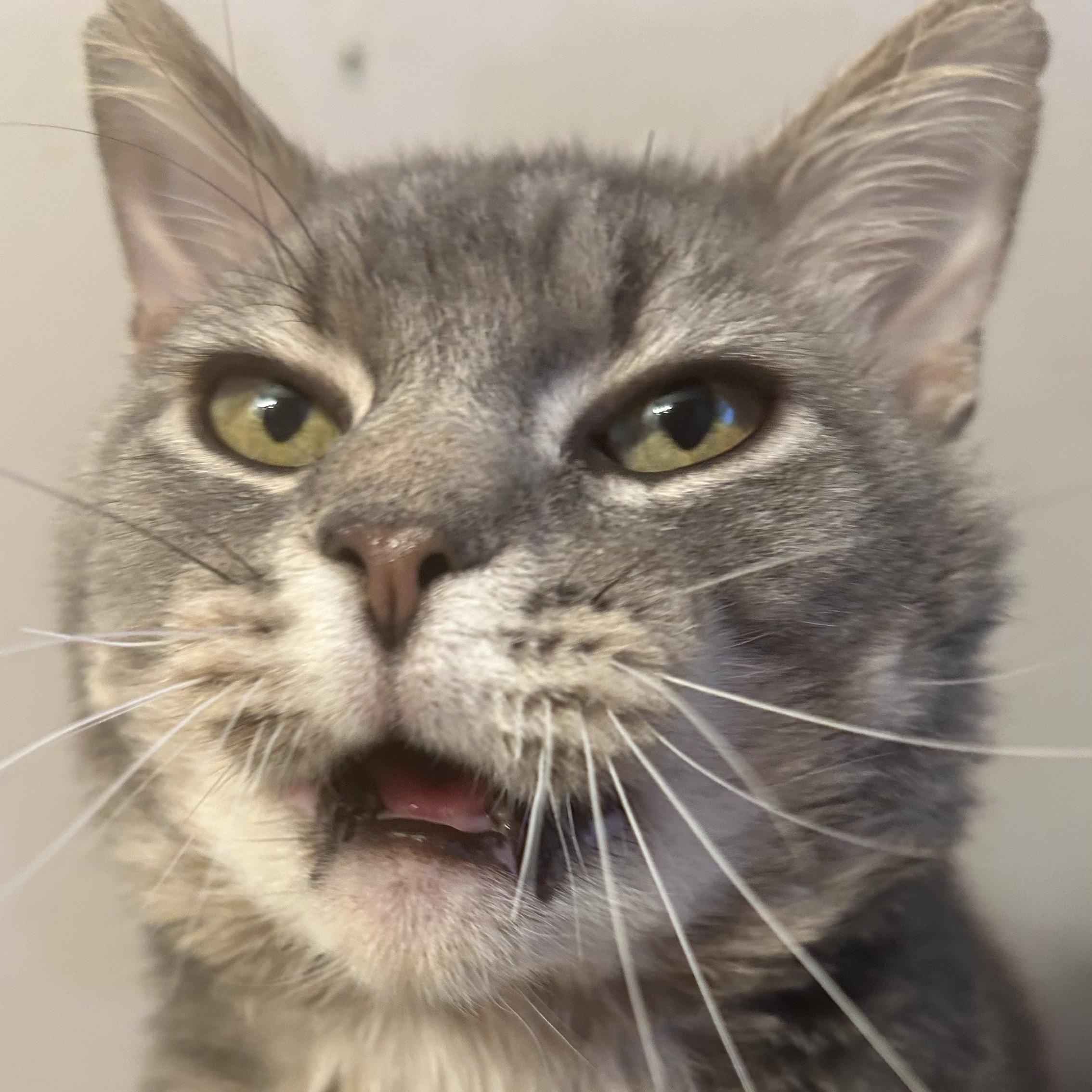 Enlarge Fry, a ADOPTABLE Domestic Short Hair in Indianapolis, IN image 4/6