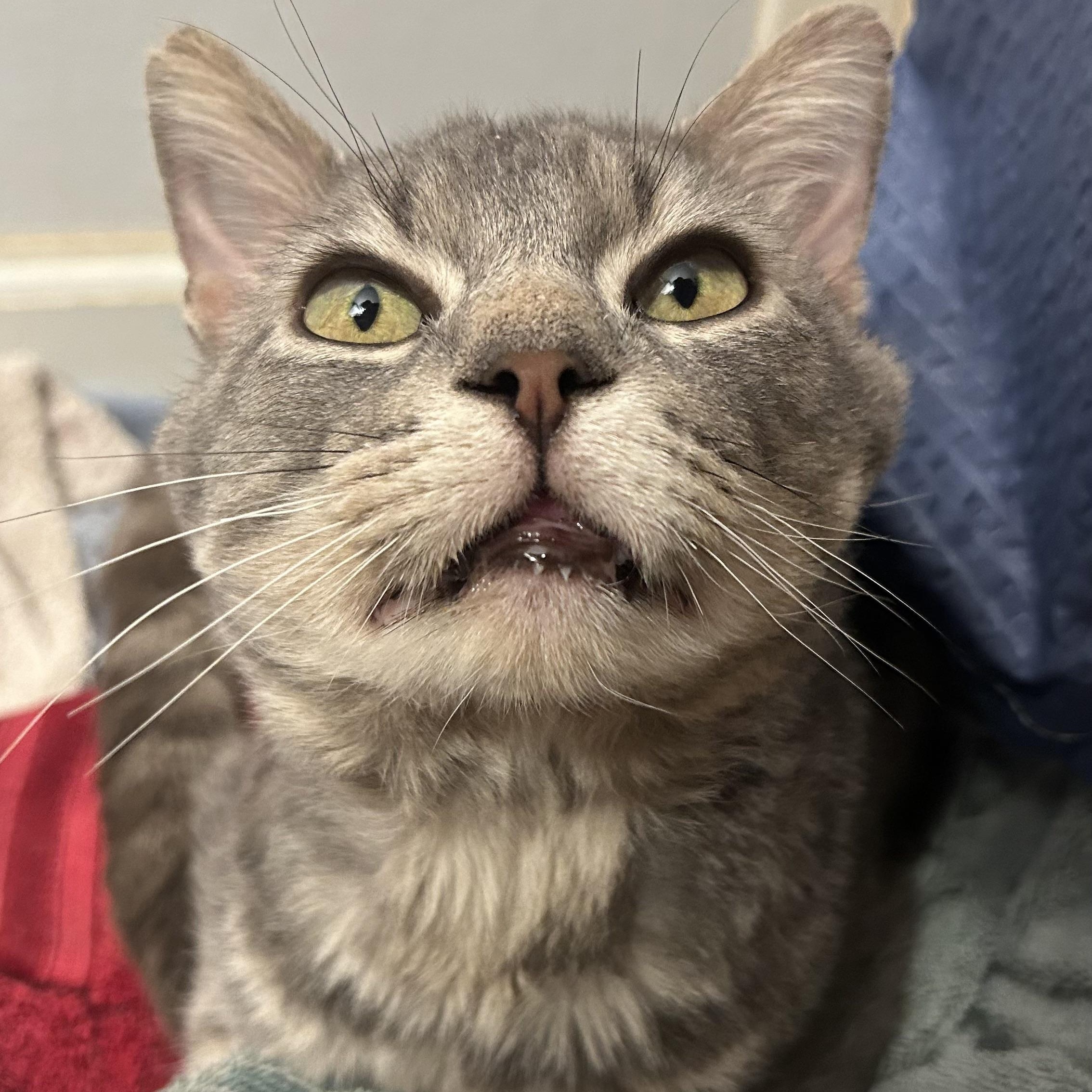 Enlarge Fry, a ADOPTABLE Domestic Short Hair in Indianapolis, IN image 5/6
