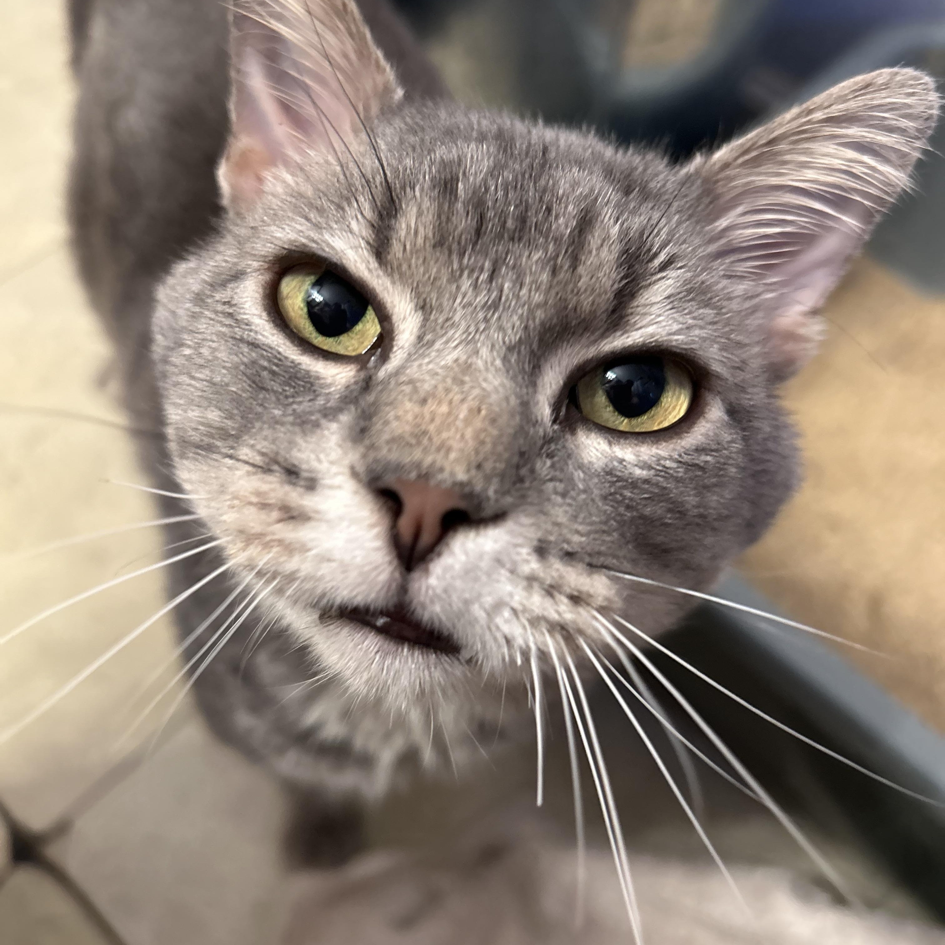 Enlarge Fry, a ADOPTABLE Domestic Short Hair in Indianapolis, IN image 2/6