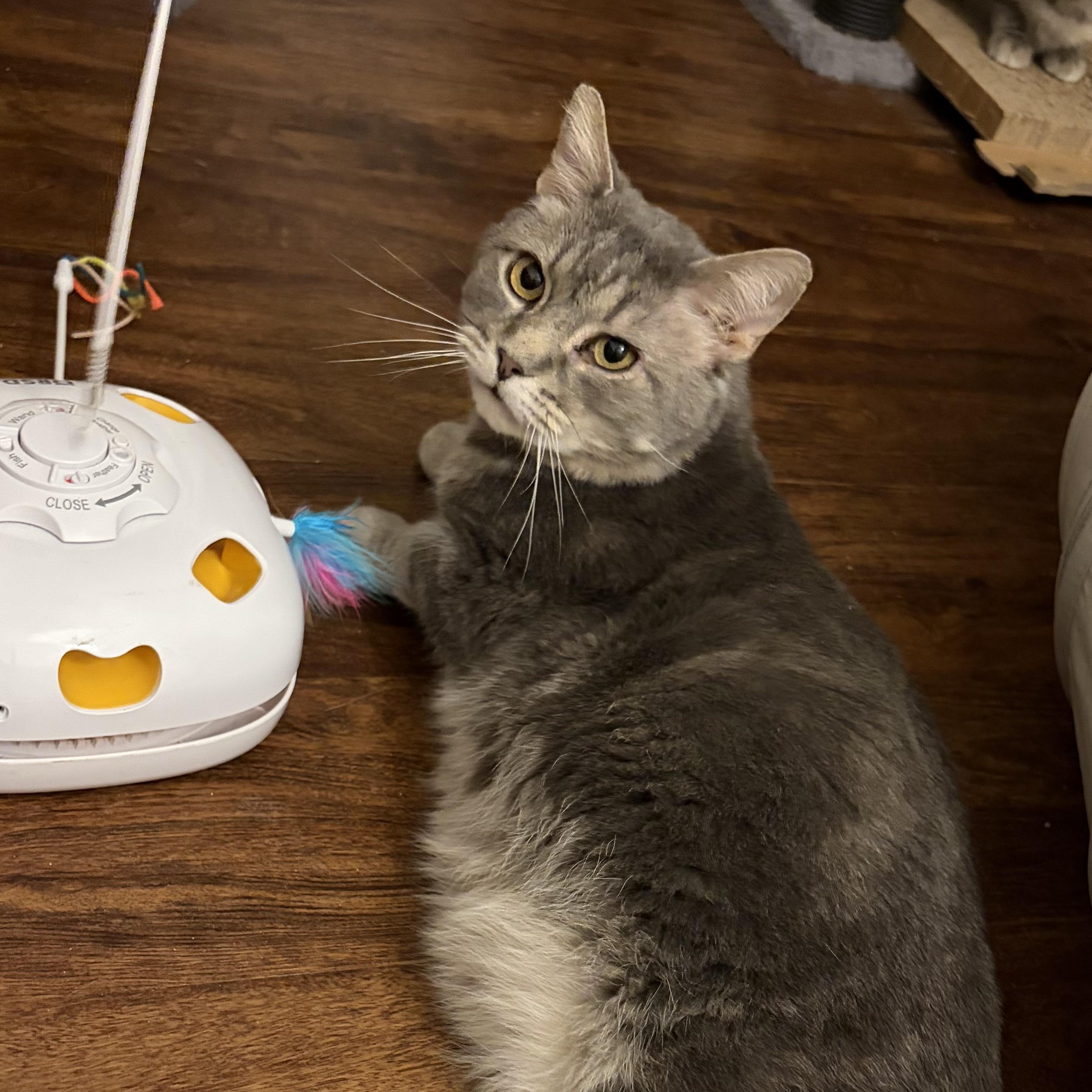 Enlarge Fry, a ADOPTABLE Domestic Short Hair in Indianapolis, IN image 3/6