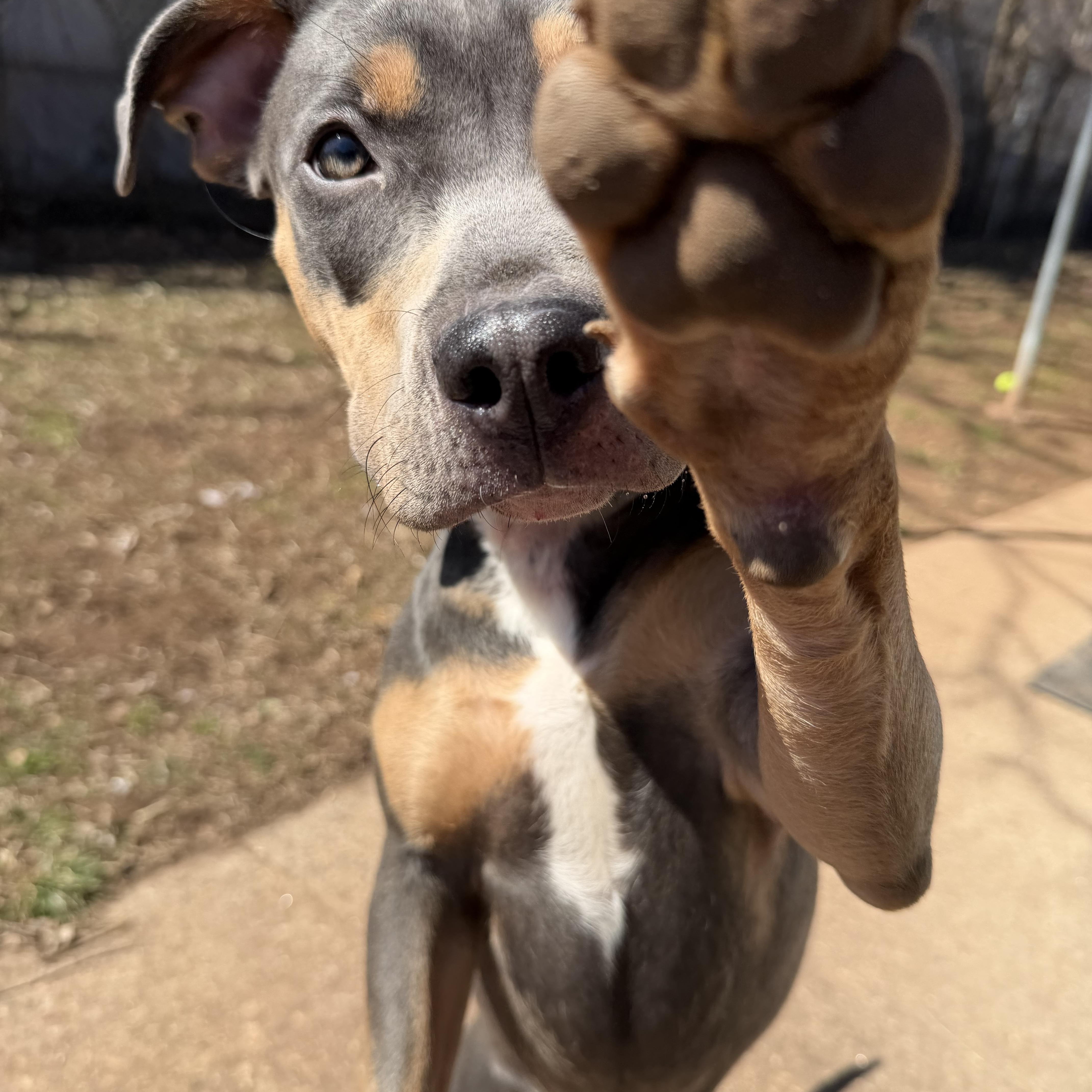 Enlarge Hailey , a ADOPTABLE mixed breed in New Britain, CT image 2/4